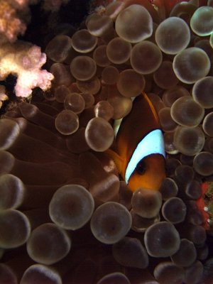 Two-Banded Anemonefish in Anemone  - Amphiprion Bicinctus Entacmaea Quadricolor 03