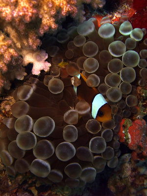 Two-Banded Anemonefish in Anemone  - Amphiprion Bicinctus Entacmaea Quadricolor 04