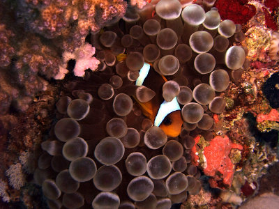 Two-Banded Anemonefish in Anemone  - Amphiprion Bicinctus Entacmaea Quadricolor 05