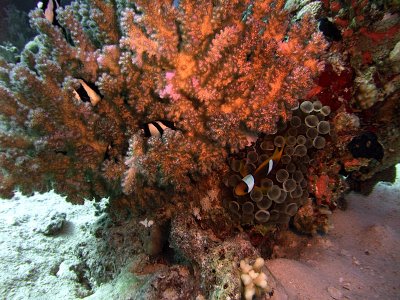 Two-Banded Anemonefish in Anemone and Humbug Damselfish in Hard Coral