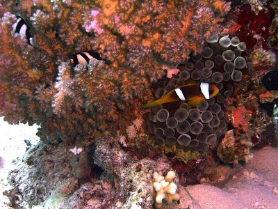 Two-Banded Anemonefish in Anemone and Humbug Damselfish in Hard Coral 02