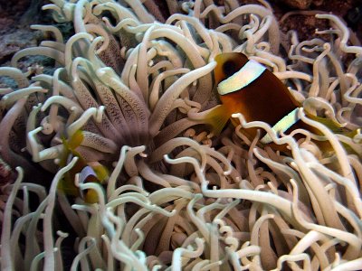 Two-Banded Anemonefish in Corkscrew Anemone -Amphiprion Bicinctus Macrodactyla Doreensis