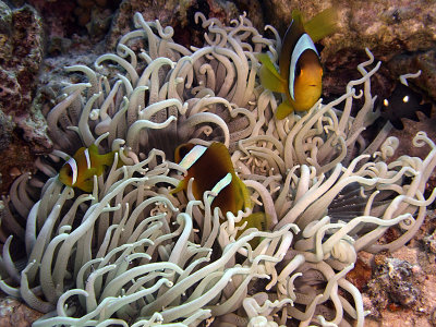 Two-Banded Anemonefish in Corkscrew Anemone -Amphiprion Bicinctus Macrodactyla Doreensis 02