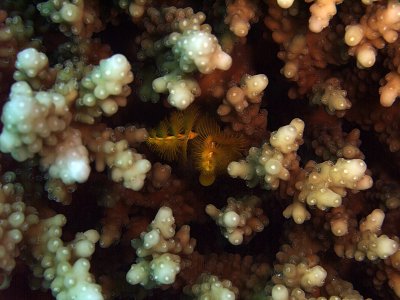 Yellow Christmas Tree Worms in Hard Coral  - Spirobranchus giganteus