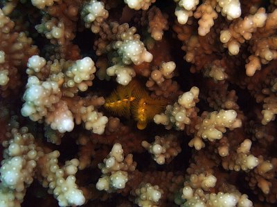 Yellow Christmas Tree Worms in Hard Coral  - Spirobranchus giganteus 02
