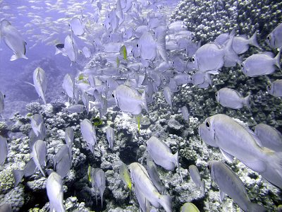 School of Sheltering Bigeye - Priacanthidae 02