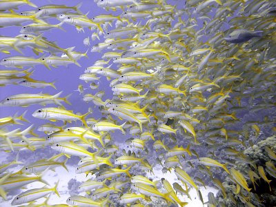 School of Yellowfin Goatfish - Mulloidichthys Vanicolensis 04