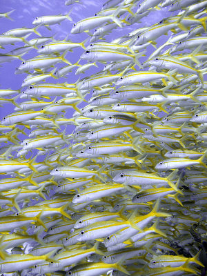 School of Yellowfin Goatfish - Mulloidichthys Vanicolensis 05