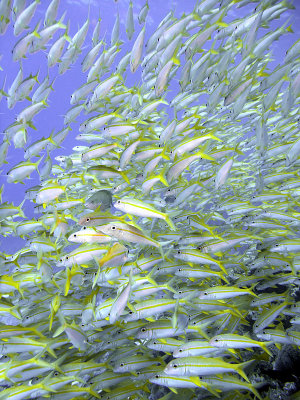 School of Yellowfin Goatfish - Mulloidichthys Vanicolensis 10