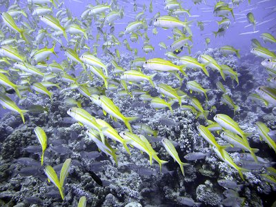 School of Yellowfin Goatfish - Mulloidichthys Vanicolensis 11