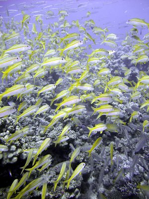 School of Yellowfin Goatfish - Mulloidichthys Vanicolensis 12