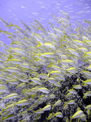 School of Yellowfin Goatfish - Mulloidichthys Vanicolensis 14
