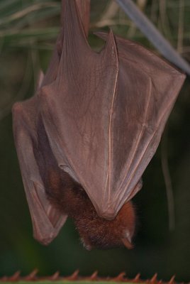 Little Red Flying Fox 24