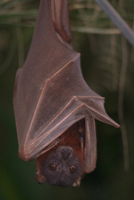 Little Red Flying Fox 25