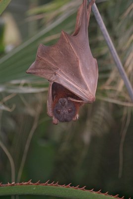 Little Red Flying Fox 27