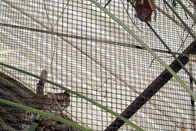 Little Red Flying Fox outside Cats Cage 02