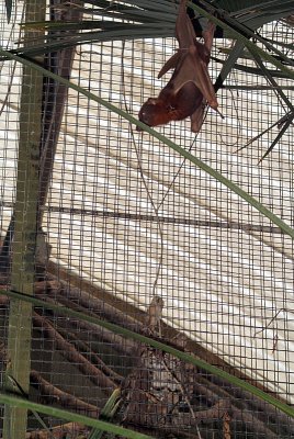 Little Red Flying Fox outside Cats Cage 03