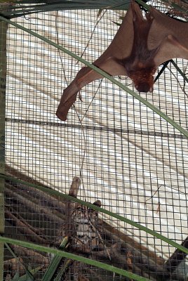 Little Red Flying Fox outside Cats Cage 04