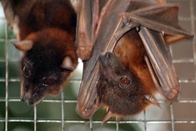 Little Red Flying Foxes 08