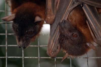 Little Red Flying Foxes 09