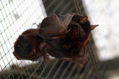 Little Red Flying Foxes 10