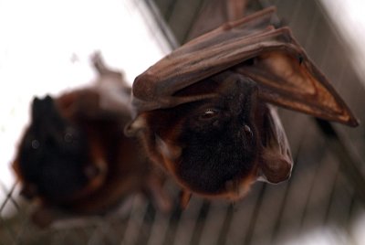 Little Red Flying Foxes 11