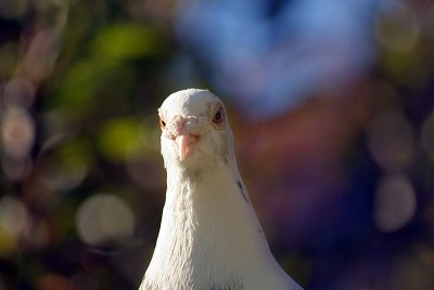 Angry Looking White Pigeon