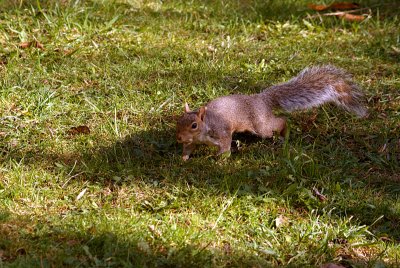 Grey Squirrel with Monkey Nuts 12