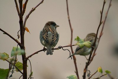 House Sparrows in Flowering Currant - Passer Domesticus