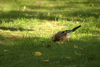 Jay Garrulus Glandarius