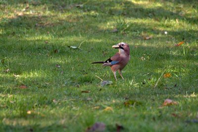 Jay with a Monkey Nut - Garrulus Glandarius 02