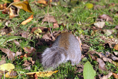 Young Grey Squirrel Amongst Autumn Leaves 02