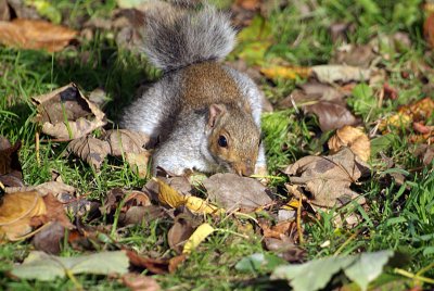 Young Grey Squirrel Amongst Autumn Leaves 03
