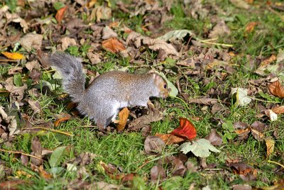 Young Grey Squirrel Amongst Autumn Leaves 04