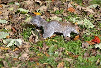 Young Grey Squirrel Amongst Autumn Leaves 05