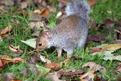 Young Grey Squirrel Amongst Autumn Leaves 06