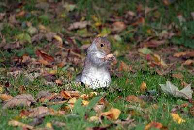 Young Grey Squirrel Amongst Autumn Leaves 07