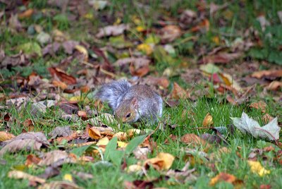 Young Grey Squirrel Amongst Autumn Leaves 08