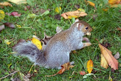 Young Grey Squirrel Amongst Autumn Leaves 10