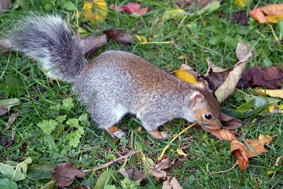 Young Grey Squirrel Amongst Autumn Leaves 11