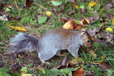 Young Grey Squirrel Amongst Autumn Leaves 12