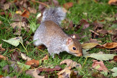 Young Grey Squirrel Amongst Autumn Leaves 13