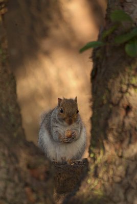 Young Grey Squirrel by Pear Tree 02
