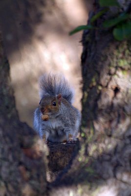 Young Grey Squirrel by Pear Tree 03