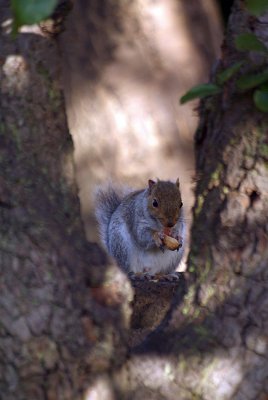 Young Grey Squirrel by Pear Tree 04