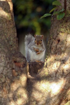 Young Grey Squirrel by Pear Tree 06