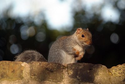 Young Grey Squirrel on Wall