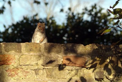 Young Grey Squirrel on Wall 02