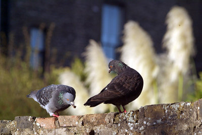 Feral Pigeon on Wall 02
