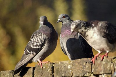 Feral Pigeon on Wall
